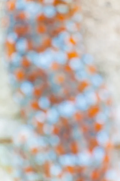 Blur of gecko skin — Stock Photo, Image