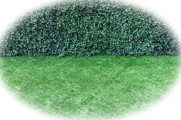 Green artificial turf and bush fence — Stock Photo, Image