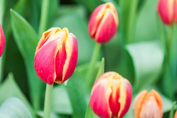 Fresh colorful tulip — Stock Photo, Image