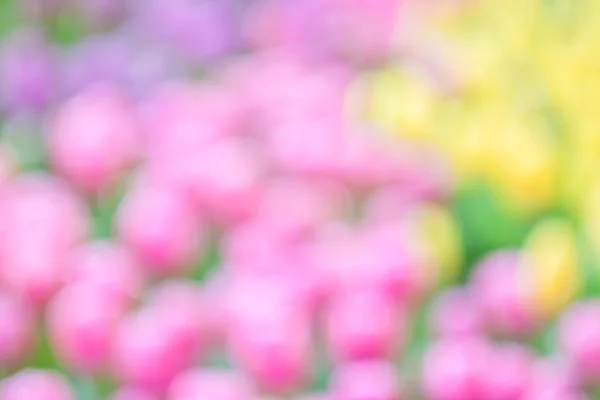 Čerstvý barevný Tulipán — Stock fotografie