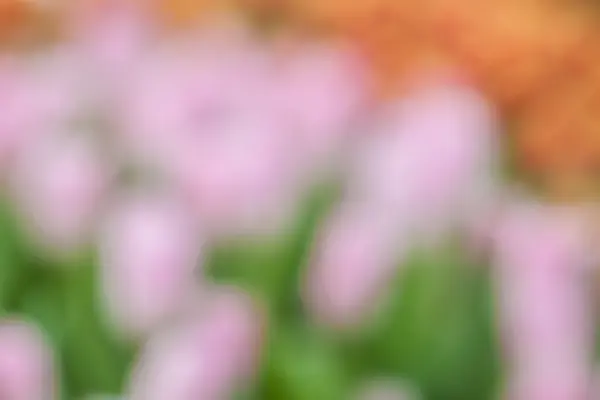 Defocus of fresh colorful tulip — Stock Photo, Image