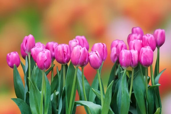 Fresh colorful tulip — Stock Photo, Image