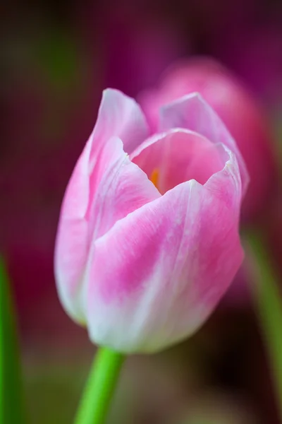 Fresh colorful tulip — Stock Photo, Image