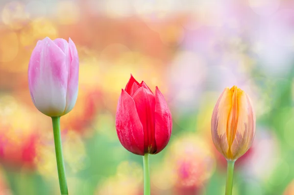 Fresh colorful tulip — Stock Photo, Image