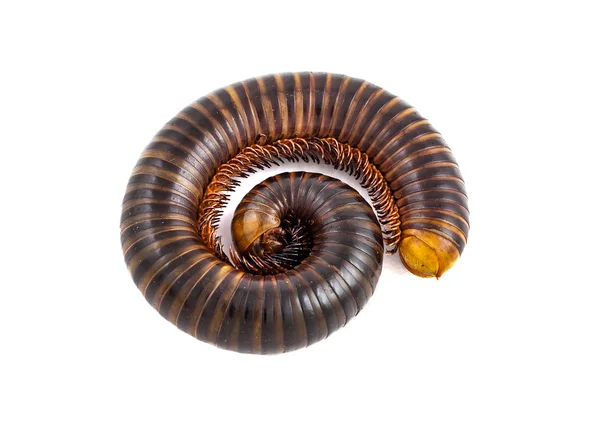 Isolerade millipede på vit — Stockfoto