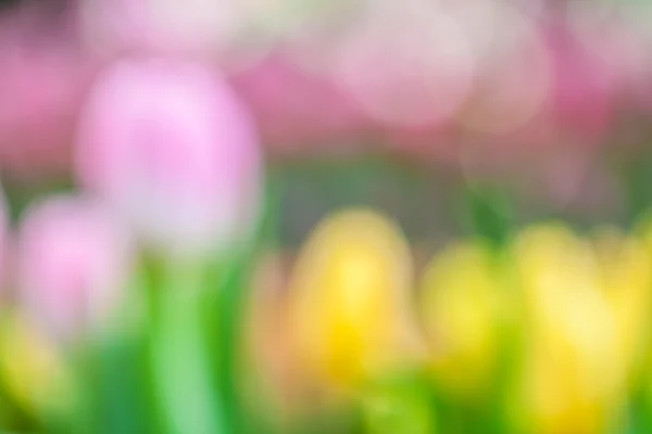 Defocus of fresh colorful tulip — Stock Photo, Image