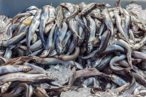 Peixe shishamo cru fresco — Fotografia de Stock