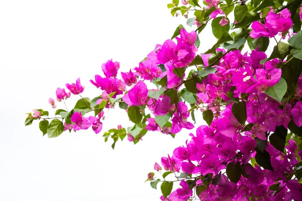 Bougainvillea flower on white — Stock Photo, Image