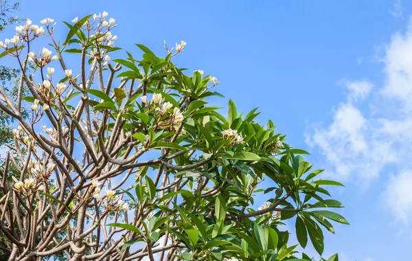 Plumeria tree white flowers — Stock Photo, Image