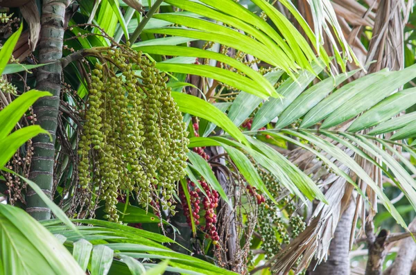 Manilla palm of palm kerstboom — Stockfoto