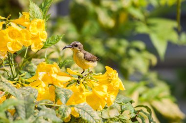 Zeytin destekli Sunbird veya Sarı karınlı Sunbird
