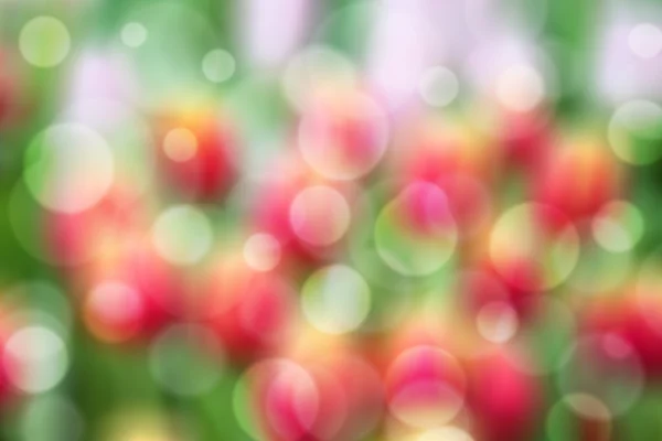 Défocalisation de la tulipe colorée fraîche — Photo