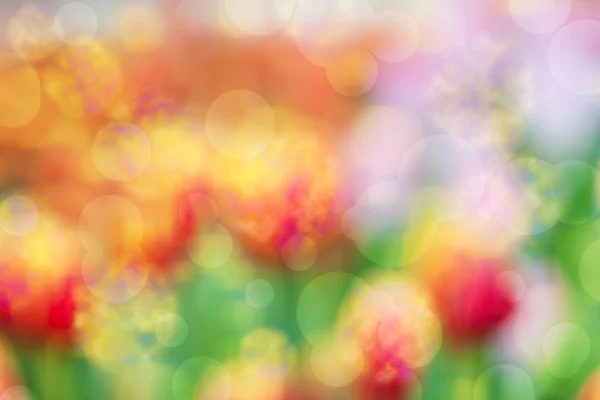 Defocus of fresh colorful tulip — Stock Photo, Image