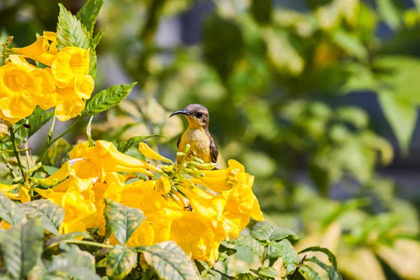 Sunbird apoiado por azeitonas ou Sunbird de barriga amarela — Fotografia de Stock