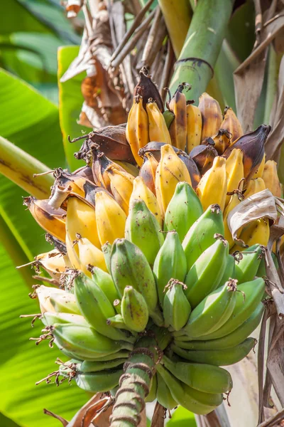 Ramo de plátanos en el árbol — Foto de Stock