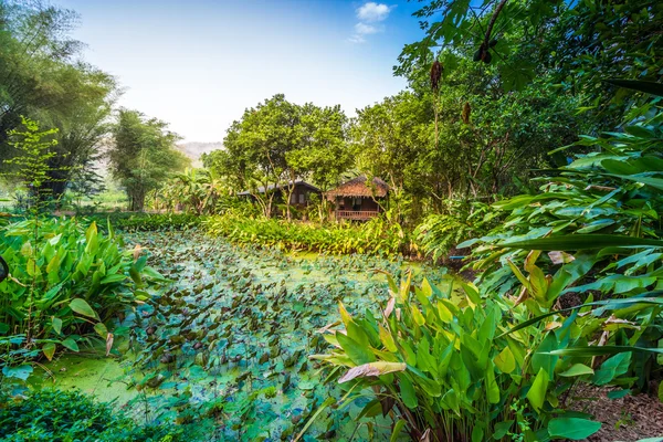 Лотосовий ставок навколо з зеленим деревом і маленькою хатинкою — стокове фото