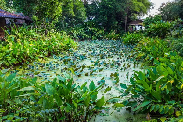 Lotus vijver rond met groene boom en kleine hut — Stockfoto