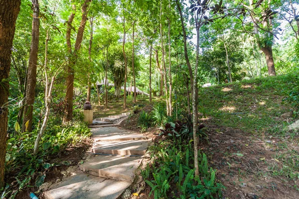 Sentiero nel verde giardino ombreggiato — Foto Stock