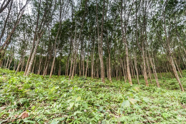Tuin van de rubberboom in Thailand — Stockfoto