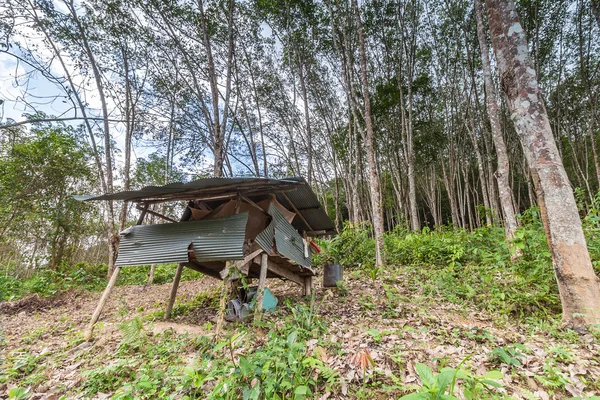 Tuin van de rubberboom in Thailand — Stockfoto