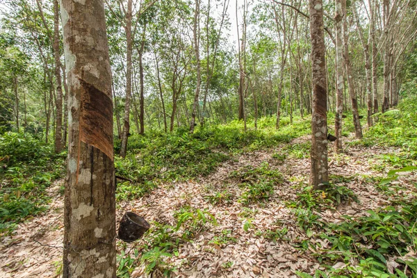 Jardin d'arbres en caoutchouc en Thaïlande — Photo