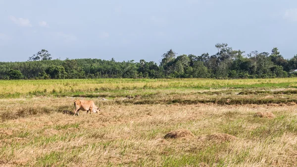 Koeienetend gras — Stockfoto