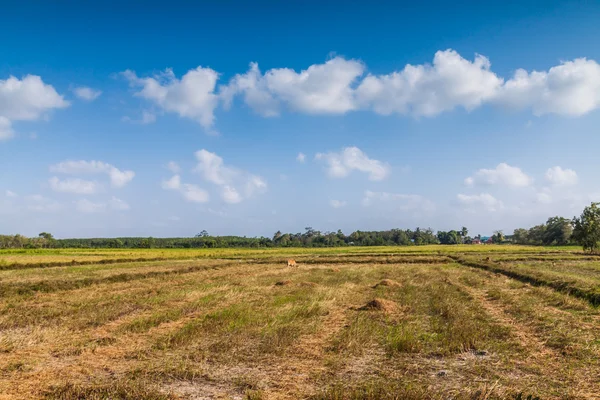 Rijstveld in Thailand — Stockfoto