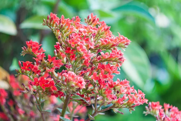 Flower on green background — Stock Photo, Image