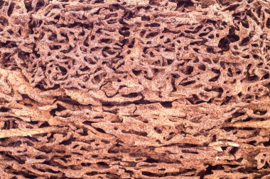 Termit tarafından yemiş tahta parçasını kapatın