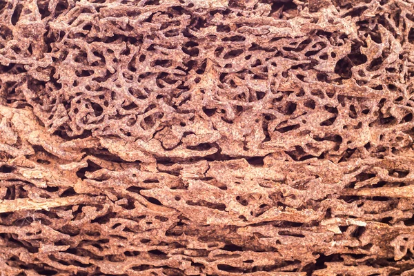 Крупный план древесины, съеденной термитом — стоковое фото