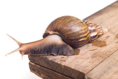 Land snails crawling on wooden plank 