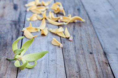 Petal tırmanma Ylang-Ylang, Manorangini, Hara-champa, Kantali
