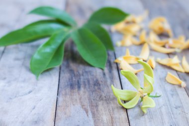 Petal tırmanma Ylang-Ylang, Manorangini, Hara-champa, Kantali