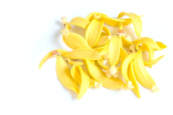 Klettern Ylang-Ylang, Manorangini, Hara-Champa, Kantali Champa — Stockfoto