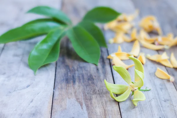 Petal van klimmen Ylang-Ylang, Kantali, Manorangini, Hara-champa — Stockfoto