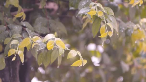 緑の葉のドロップを雨が降っています。 — ストック動画