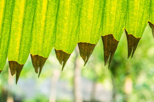 Kerriodoxa elegans or white Elephant Palm — Stock Photo, Image