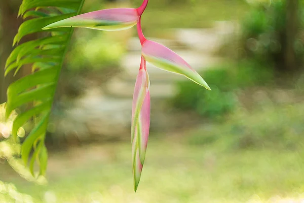 Heliconia rostrata 'Sexy Pink' ginger flower — Stock Photo, Image
