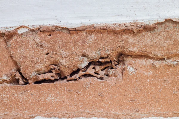 Śledzenia drewna uszkodzone przez termitów — Zdjęcie stockowe