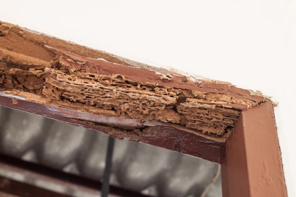 Vigas de madera de la puerta dañadas por termitas — Foto de Stock