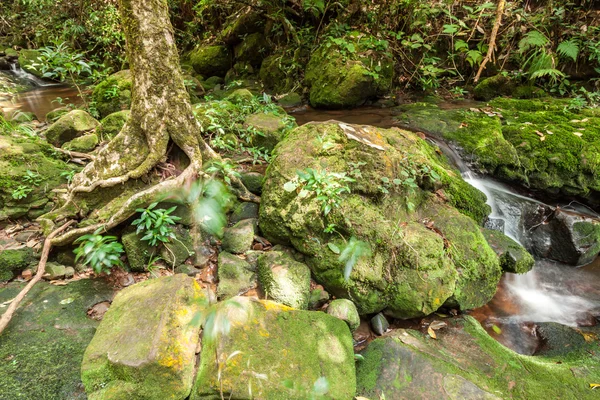 Naturen litet vattenfall med sten och mossa — Stockfoto