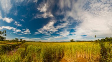 Mavi gökyüzü olan pirinç tarlası