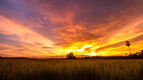 Rijst veld en suiker palm boom met avond zonlicht — Stockfoto