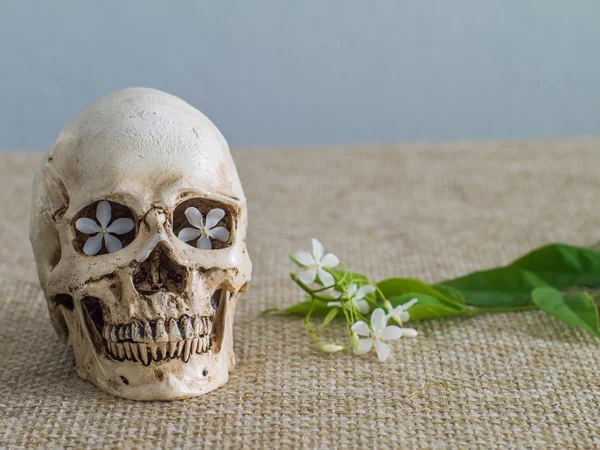 Set of tiny skulls in colorful wooden frame — Stock Photo, Image