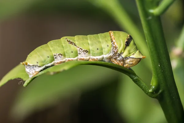 녹색 잎을 먹는 녹색 애벌레 — 스톡 사진