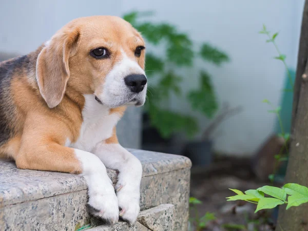 Uroczy Beagle na podłodze — Zdjęcie stockowe