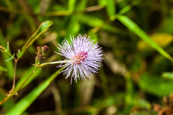 Duyarlı bitkinin çiçek — Stok fotoğraf