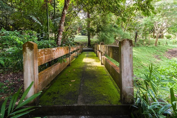 Ponte Cemento Pieno Muschio Giardino Thailandia — Foto Stock