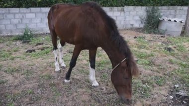 kahverengi at çim yeme