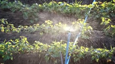 Yağmurlama Tayland kullanarak fasulye bitki sulama